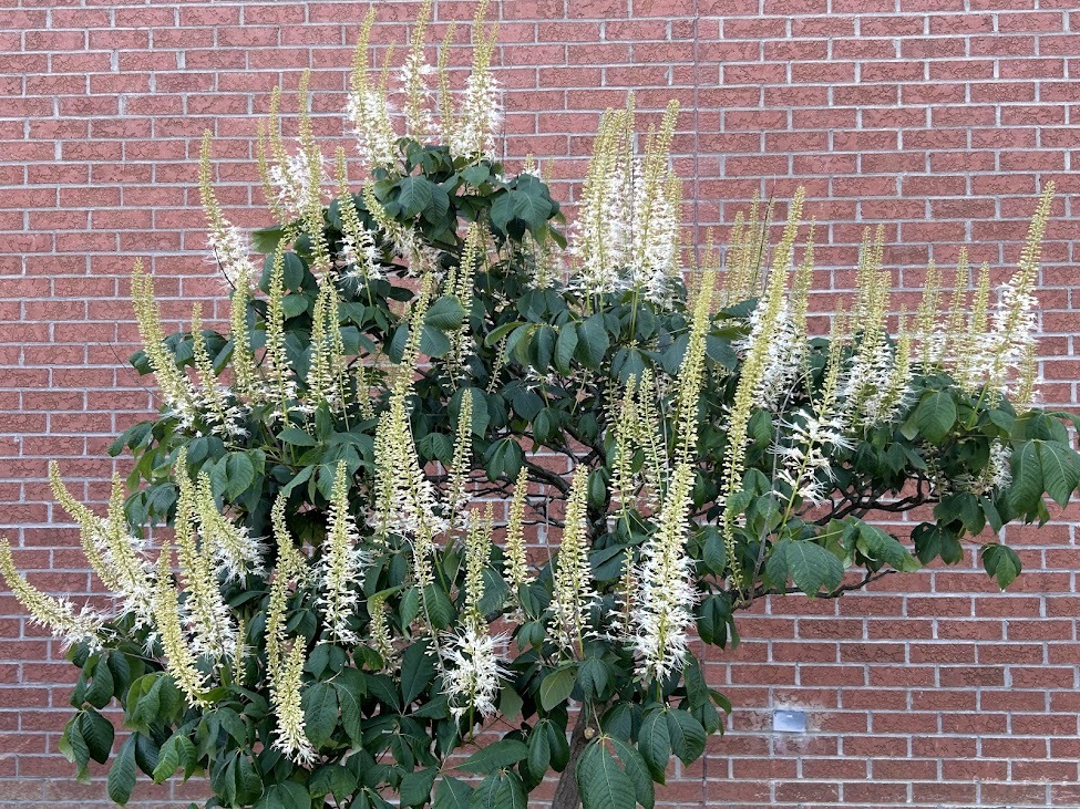 bottlebrush buckeye